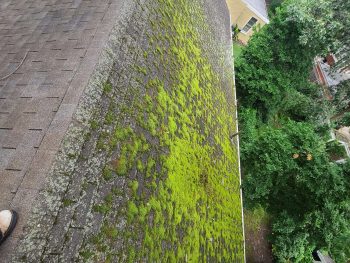 roof moss removal