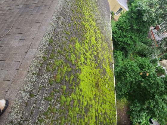 Roof Moss Removal McLean VA roof moss removal