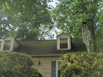 moss removal service