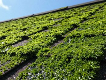 How Algae on Your Roof Increases Your Energy Bills.