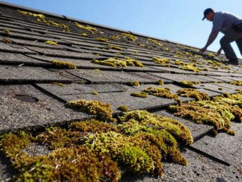 How Roof Moss Can Void Your Shingle Warranty.