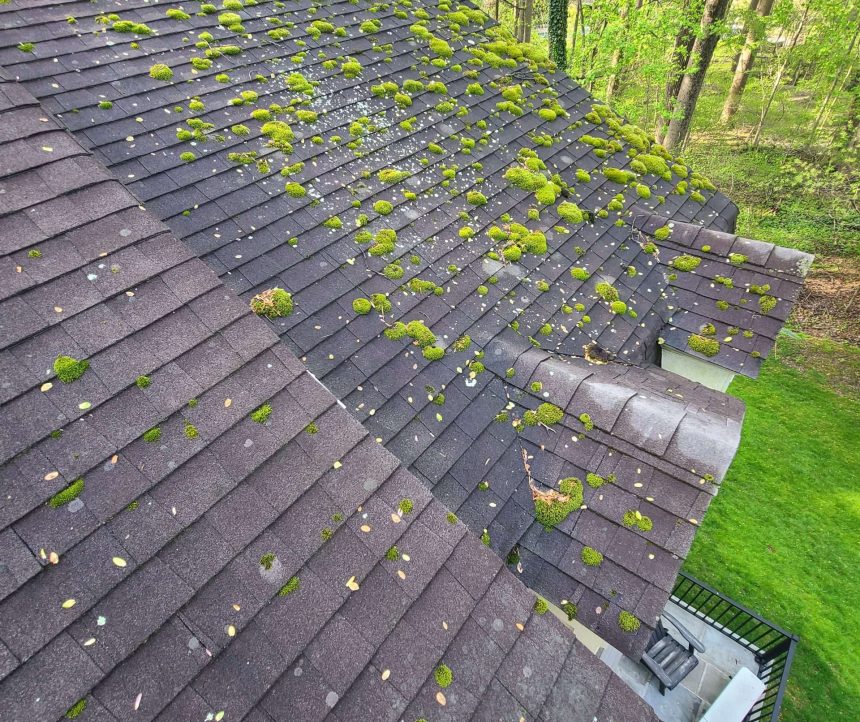 Roof Moss Removal in Falls Church, VA Roof Moss Removal Near Me