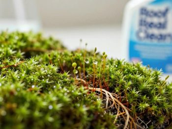The Science of Surfactants: How We Kill Moss at the Root.